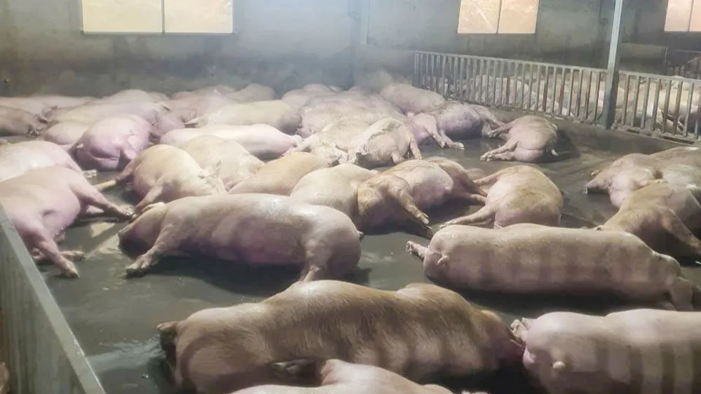 Bắc Ninh: Hơn 550 con lợn chết sau sự cố mất điện do sét đánh – Bài học đắt giá về quản lý rủi ro trong chăn nuôi hiện đại